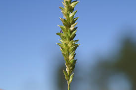 Image result for Panicum hymeniochilum