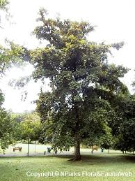 Image result for Terminalia gazensis