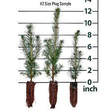Norway Spruce Forestry Plugs Picea Abies Chief River Nursery Chief River Nursery