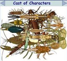 Find new ways to play. 15 Aquatic Macroinvertebrates Ideas Aquatic Aquatic Insects Activities