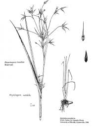 Image result for Rhynchospora brevirostris