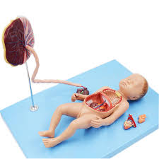 China Advanced Circulatory And Nervous System Manufacturers And Suppliers Hema