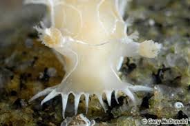 Image result for Tritonia moggii