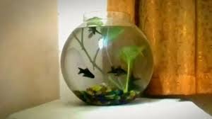 Even though awareness on betta fish care seems to be slowly spreading, both pet stores and the internet are still an enormous source of misinformation. 2 5 Gallon Fish Bowl Setup And Betta Collection Youtube