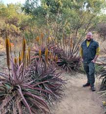 Image result for Aloe spicata