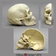 Like the nasal cavity, the sinuses are all lined with mucus. Human Sagittal Cut Half Skull Bone Clones Inc Osteological Reproductions