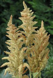 Image result for Amaranthus cruentus