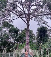 The park entrance at kuala koh in kelantan was opened in 1995. Kuala Koh National Park Gua Musang 2021 All You Need To Know Before You Go With Photos Gua Musang Malaysia Tripadvisor