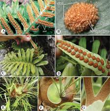 Image result for Hymenophyllum triangulare