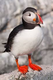 Bird That Sounds Like A Car Alarm Canada Atlantic Puffin Bay Of Fundy Canada Fratercula Arctica Grand Manan Island Gulf Of Maine Machias Seal Island New Brunswick Animal Puffins Bird Puffin Pet Birds