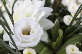 Large white flowers most of summer; Lisianthus Flowers Information Wholesale Holex Flower