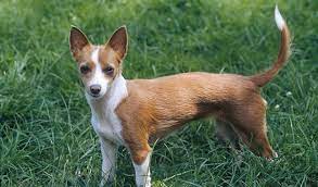The portuguese podengo, also known as the podengo português or portuguese warren hound, is hound (sight and scent) breed from portugal. Portuguese Podengo Dog Breed Information