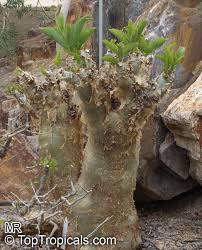 Image result for Cyphostemma lanigerum