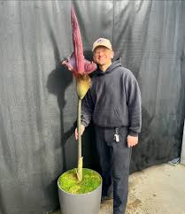 Image result for Amorphophallus