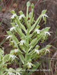 Image result for Bonatea antennifera