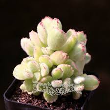 Flanaganii is native to south africa. Ling S Amethyst Online Shopping For Succulents And Pots