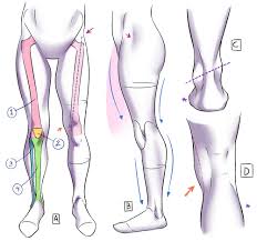 Find the best weight lifting exercises that target each muscle or groups of muscles. Learn From Anatomy To Improve Your Poses Art Rocket