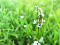 Image result for Acroceras