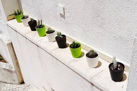 If you love cacti, then you already know that most cacti prefer to be kept dry. The Start Of A Mini Cactus Collection
