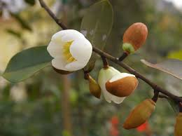 Image result for Mechowia grandiflora