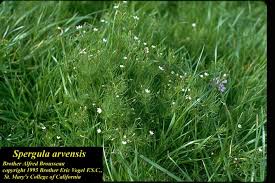 Image result for Spergula