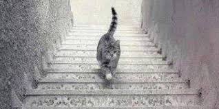 Image result for illusion pictures