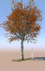 Check spelling or type a new query. Mature Autumn Maple Tree 3d Model Turbosquid 1522126