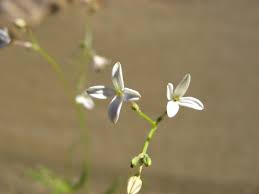 Image result for Kohautia caespitosa