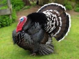 Ayam Kalkun Bronze Ternak Ayam Ayam Kalkun