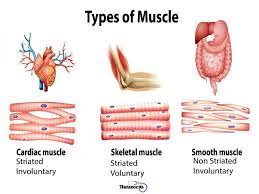 7 Facts About The Muscular System Every Nursing Student Should Know Muscular System Types Of Muscles Human Muscular System