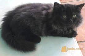 Harga kucing persia merupakan kata kunci yang kerap sekali dicari oleh pecinta kucing. Kucing Persia Flatnose Bekasi Jualo