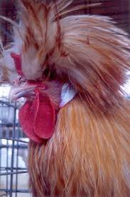 Polish Chicken Cackle Hatchery Rare Chicken Breeds Chickens And Roosters Chicken Breeds