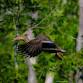 Birding & Brunch