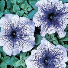 Single Petunia Flower Garden Plans Flowers Petunias