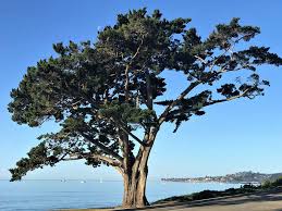 Show me pictures of cypress trees. Monterey Cypress Santa Barbara Beautiful