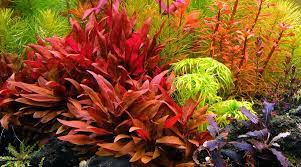 If used in small aquariums they can be planted in the centre of the aquarium to provide a specimen plant display, do not overplant though limiting swimming space for the fish. How To Grow Ar The 2hr Aquarist
