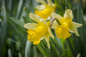 15 Varieties Of Daffodils To Grow In 2020 Early Spring Flowers Daffodils Plants