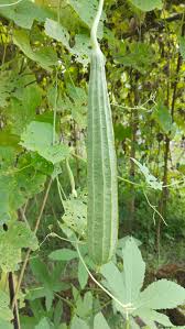 Image result for Luffa