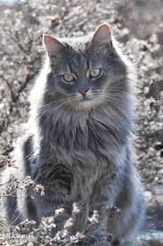 Pin On Adorable Pets And Other Animals