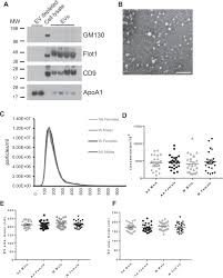 2 artı 1 hem 1 artı 1'in hem 3 artı 1'in yerini alıyor. dedi. Association Of Extracellular Vesicle Protein Cargo With Race And Clinical Markers Of Mortality Scientific Reports