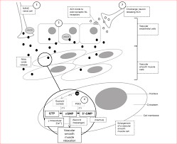 (ii)€€€€€ the graph shows a smooth curve drawn to match the data from her training record. The Mechanisms Involved In Vascular Smooth Muscle Relaxation Thereby Download Scientific Diagram