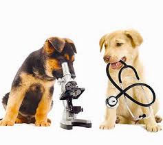 Spitalul privat vetzone, excelenta in medicina veterinara. Magivet Cabinet Veterinar Constanta Farmacie Veterinara Pet Shop