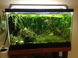 Fts My 10 Gallon Planted Betta Tank Aquariums In 2020 10 Gallon Fish Tank Planted Betta Tank Betta Tank