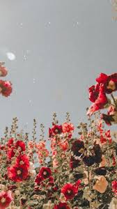 Red Flowers Style Summer Flower Aesthetic Flower Wallpaper Aesthetic Iphone Wallpaper