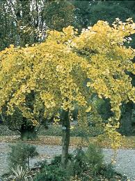 Neugestaltung von einer innenliegenden hofanlage mit historischen baustoffen. Ginkgo Biloba Pendula Ginkgo Biloba Pendula Van Den Berk Baumschulen