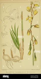 Image result for Eulophia angolensis