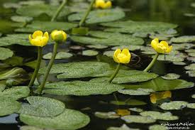 Gelbe Teichrose Nuphar Lutea Bluten Und Schwimmblatter Botanischer Garten Wasserpflanzen Pflanzen