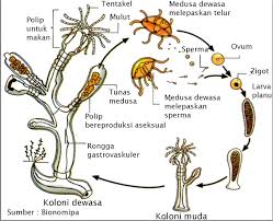 Obelia berkembang biak dengan cara. Reproduksi Pada Hewan Pojok Ipa