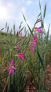 Image result for Gladiolus magnificus