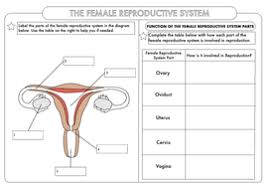 And the ovaries, which produce the anatomically female egg cells. Gcse Biology Human Reproduction Worksheet Pack Teaching Resources